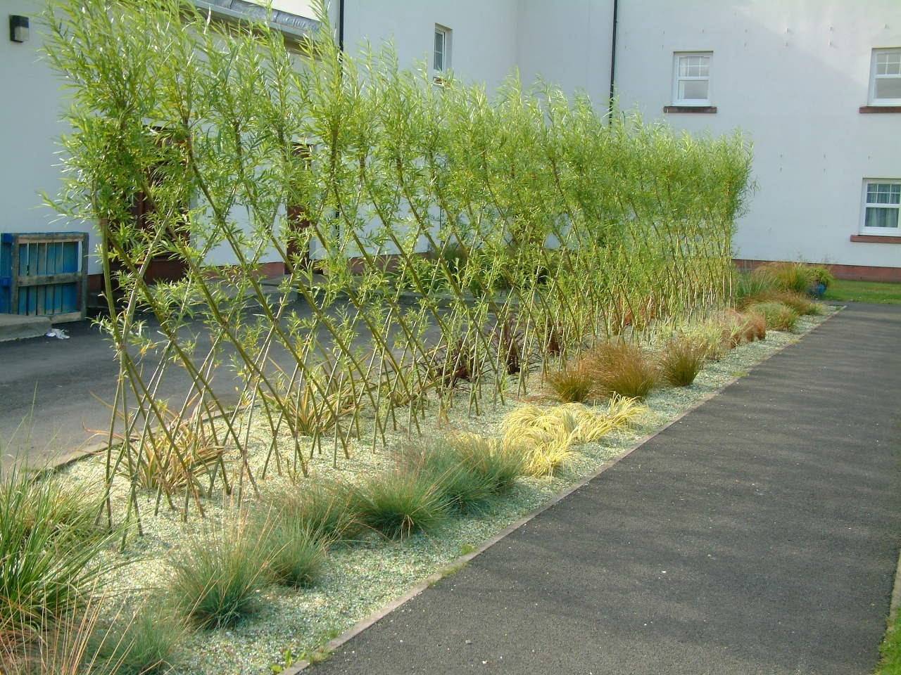 Живая изгородь, что посадить под забором или вместо него: 10 подходящих кустарников