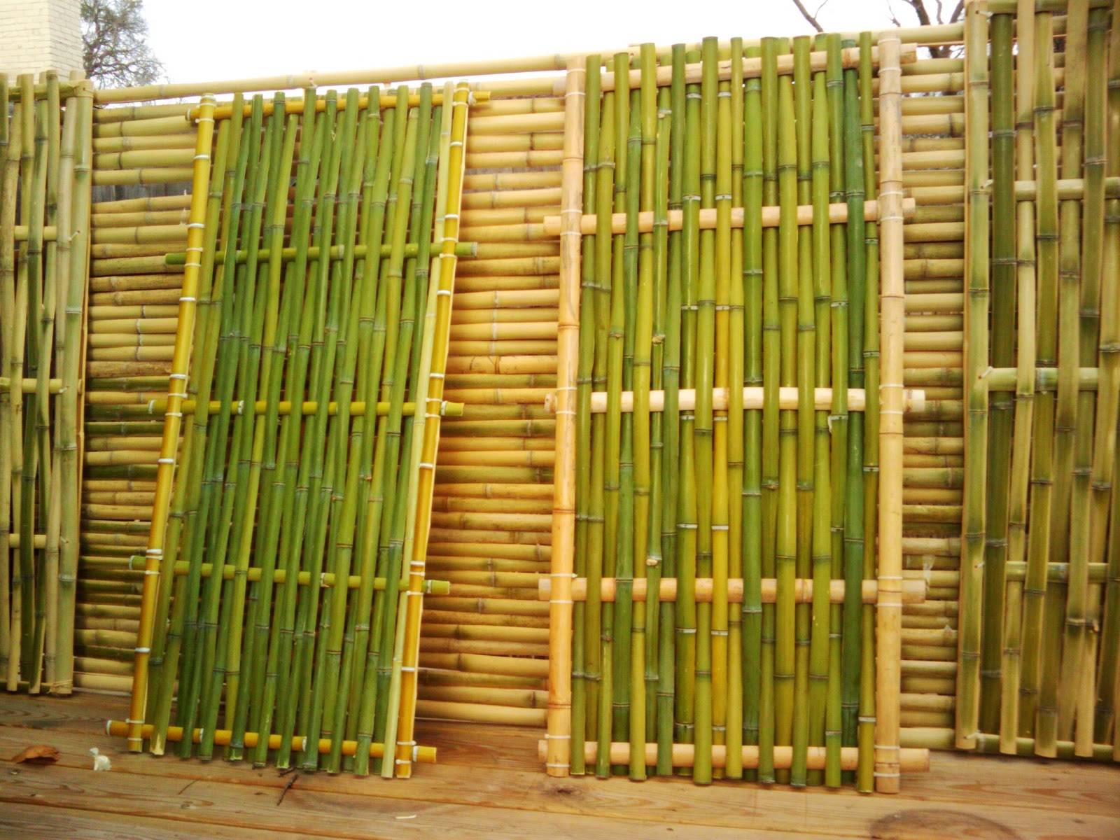 Как вырастить бамбук в открытом грунте и дома? полезные советы