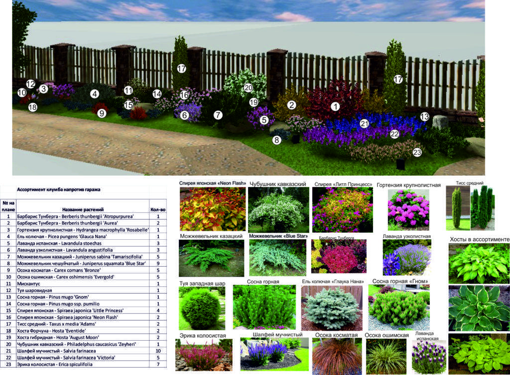 Тенелюбивые растения огородные и садовые, названия и характеристики с фото