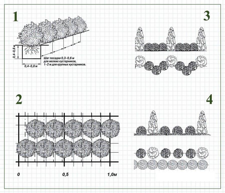Живая изгородь из ели: как создать декоративное обрамление участка