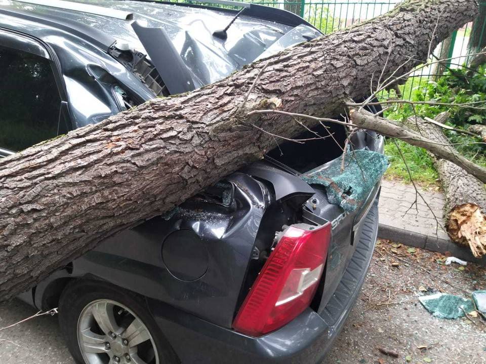 Дерево упало на машину: кто виноват, что делать и куда обращаться