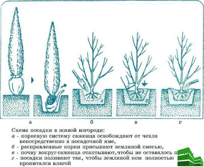 Живая изгородь: 18 лучших растений. высадка, уход, ремонт | wikibotanika.ru