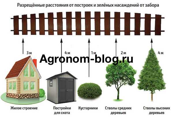 Расстояние до забора от деревьев. планировка участка :: businessman.ru