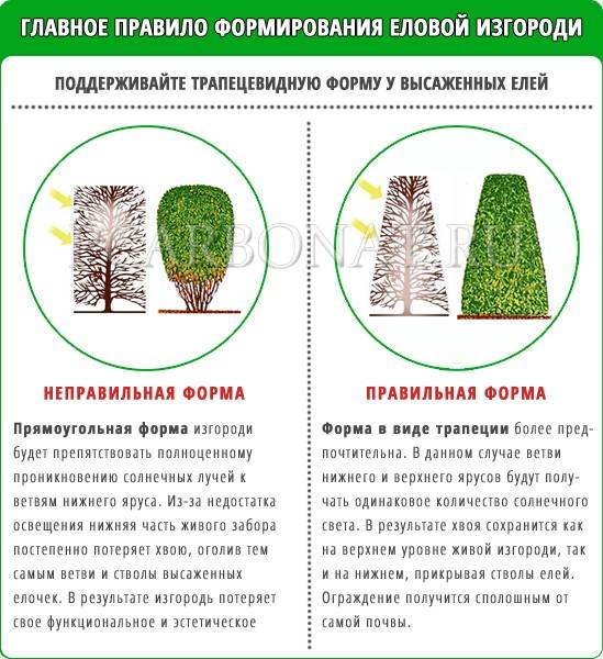 Живая изгородь: 18 лучших растений. высадка, уход, ремонт | wikibotanika.ru