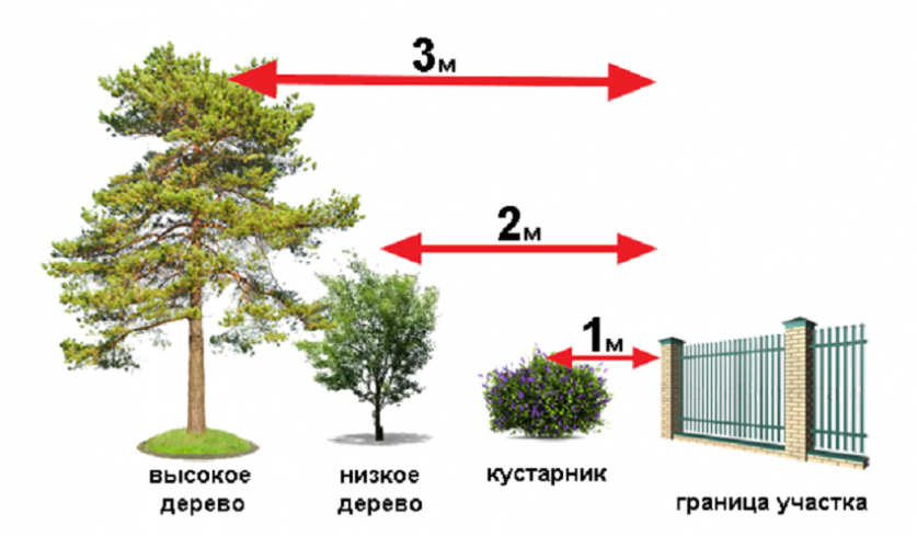 На каком расстоянии от забора можно сажать деревья по закону: нормы для соседнего участка