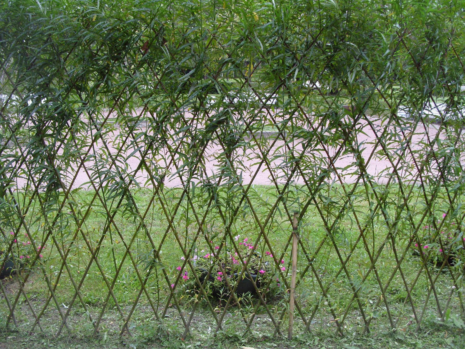 Живой забор на даче: лучшие идеи и образы как быстро и просто построить живой забор (150 фото)
