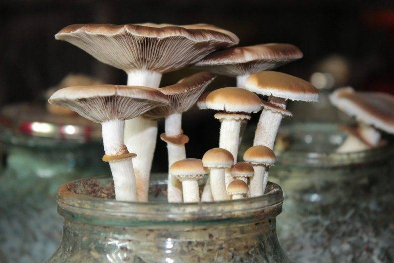 Бизнес-план по выращиванию грибов — шампиньоны, вешенка, трюфеля