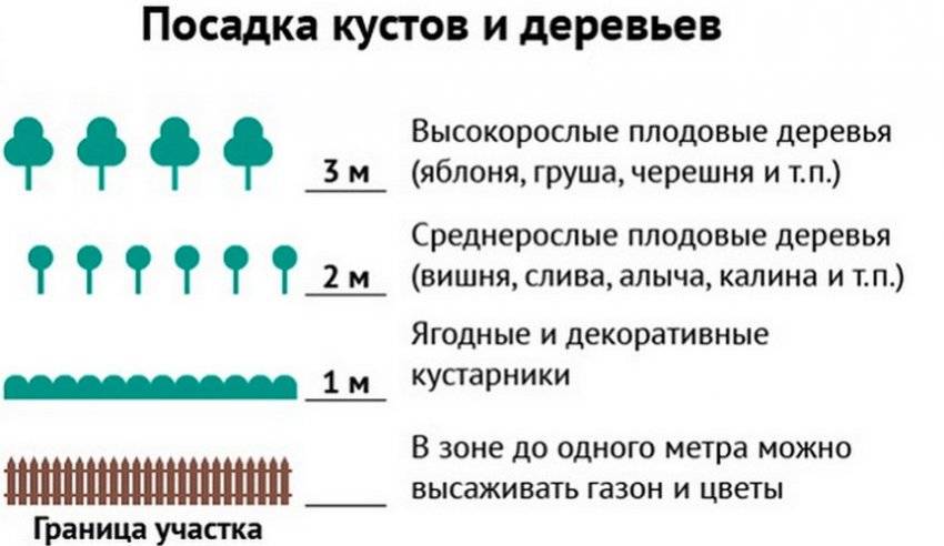 На каком расстоянии от забора можно сажать деревья: норма посадки по снип и закону 2021