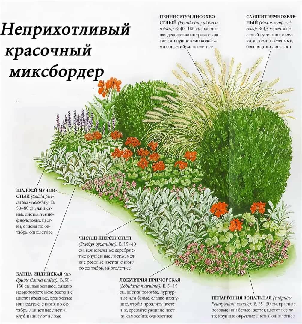 Миксбордер своими руками: основные правила и секреты подбора растений