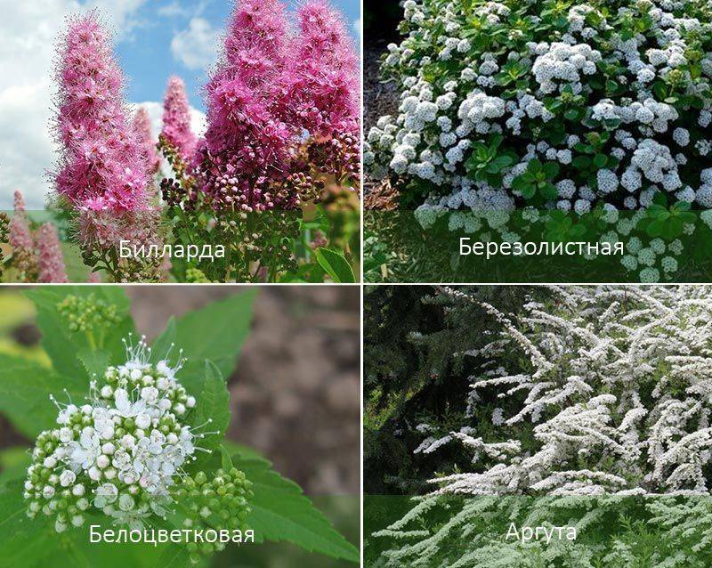Спирея: 89 фото внешнего вида и особенности выращивания различных разновидностей