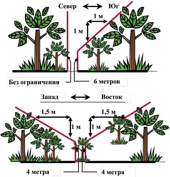 Расстояние высадки деревьев по санитарным правилам: нормы снип, санпин и закон
