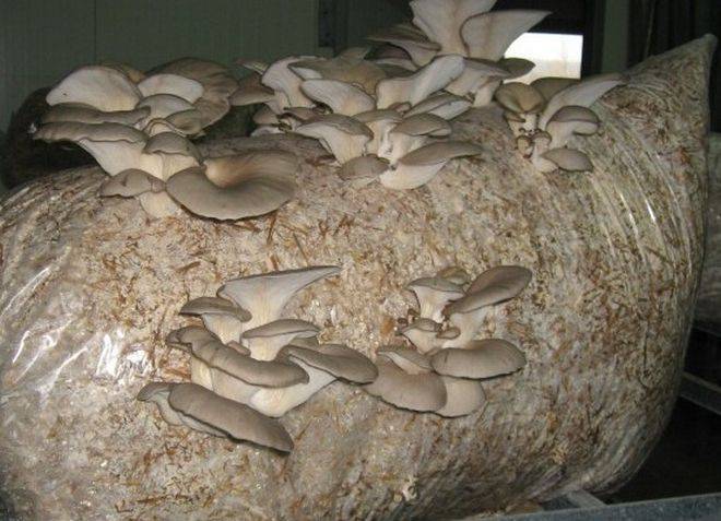 Подробно о технологии выращивания грибов вешенки в мешках