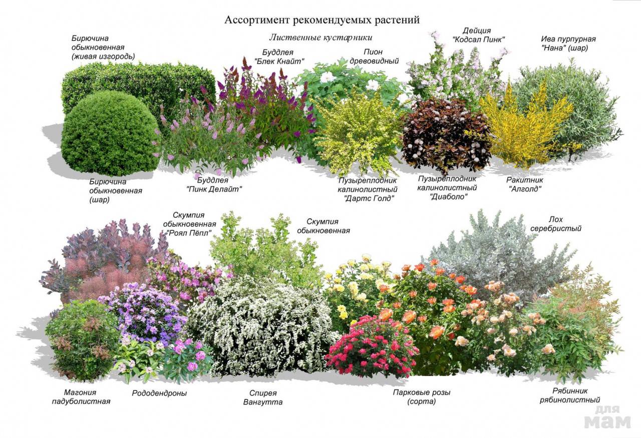 Тенелюбивые и теневыносливые растения для дачи: названия цветов и кустарников, какие овощи посадить в тени и полутени, примеры (25 фото)