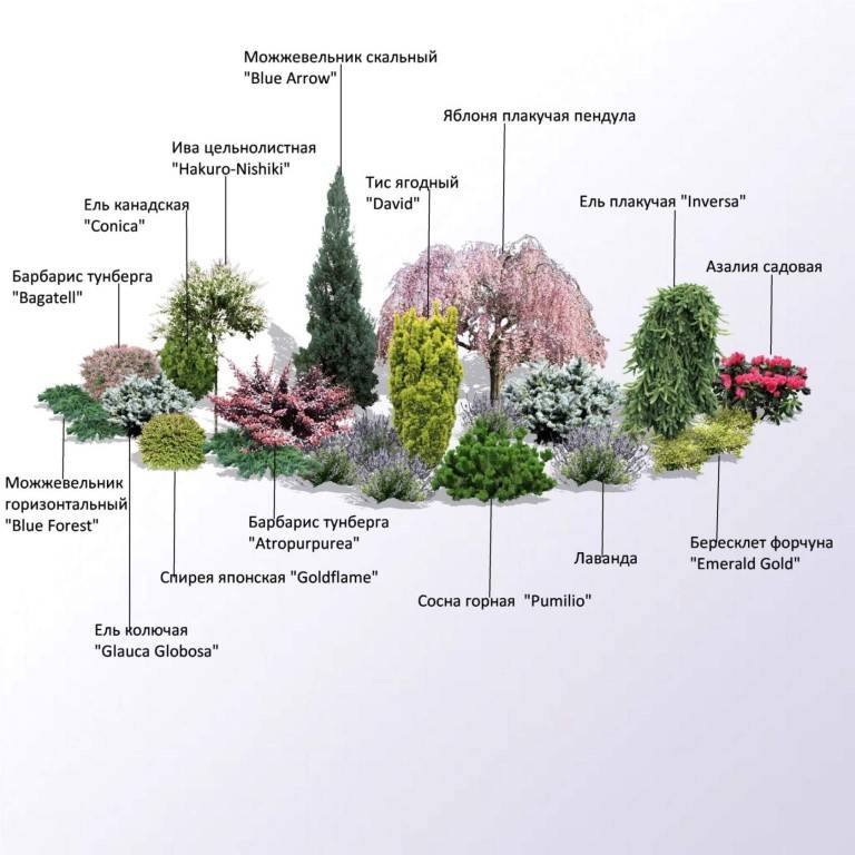 Миксбордер из кустарников и многолетников (41 фото): названия, готовые схемы, композиции своими руками, хвойные растения