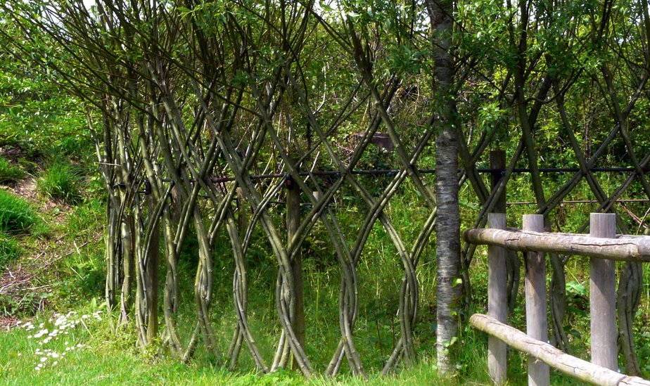 Как сделать живой забор из ивы: выбор растений, инструкция посадки