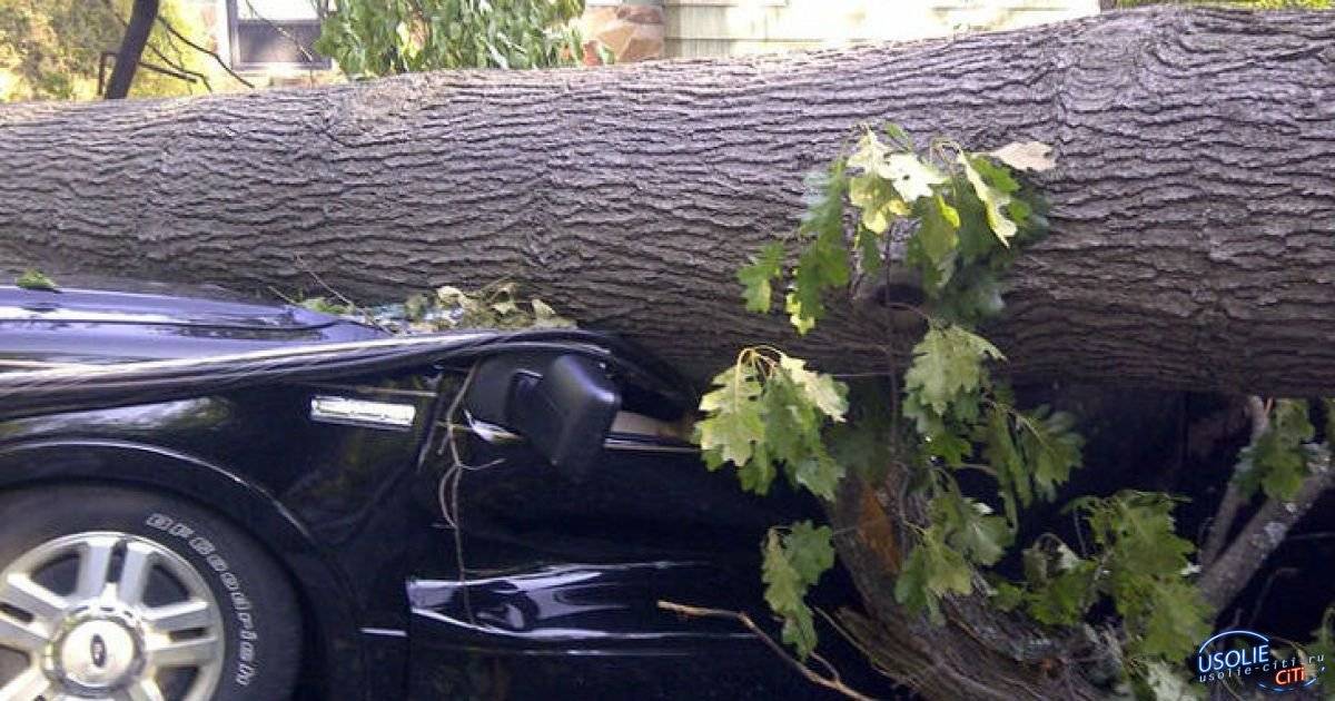 Какие действия предпринимать, если дерево упало на машину
