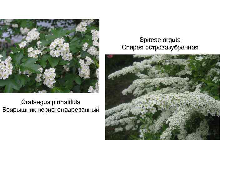 Спирея японская широбана - характеристики, благоприятные условия для роста и основное назначение растения