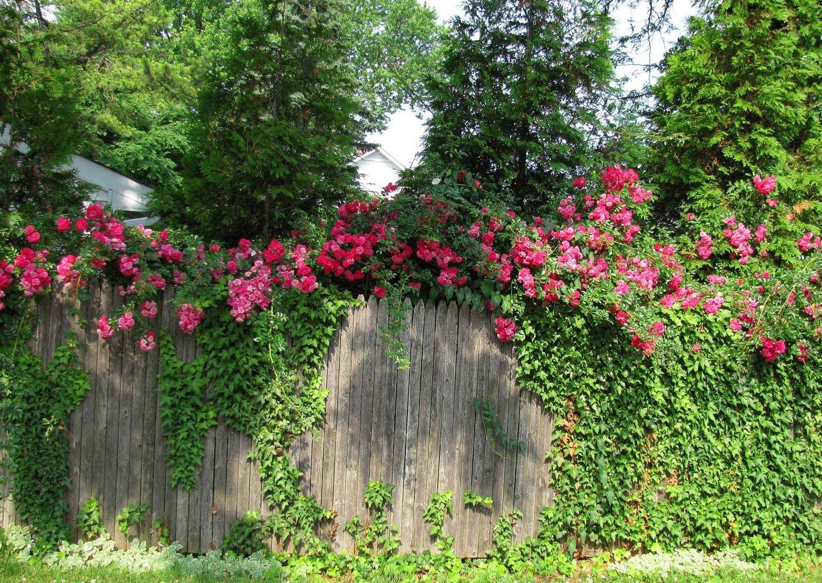 Райский сад: вьющиеся цветы на вашем заборе