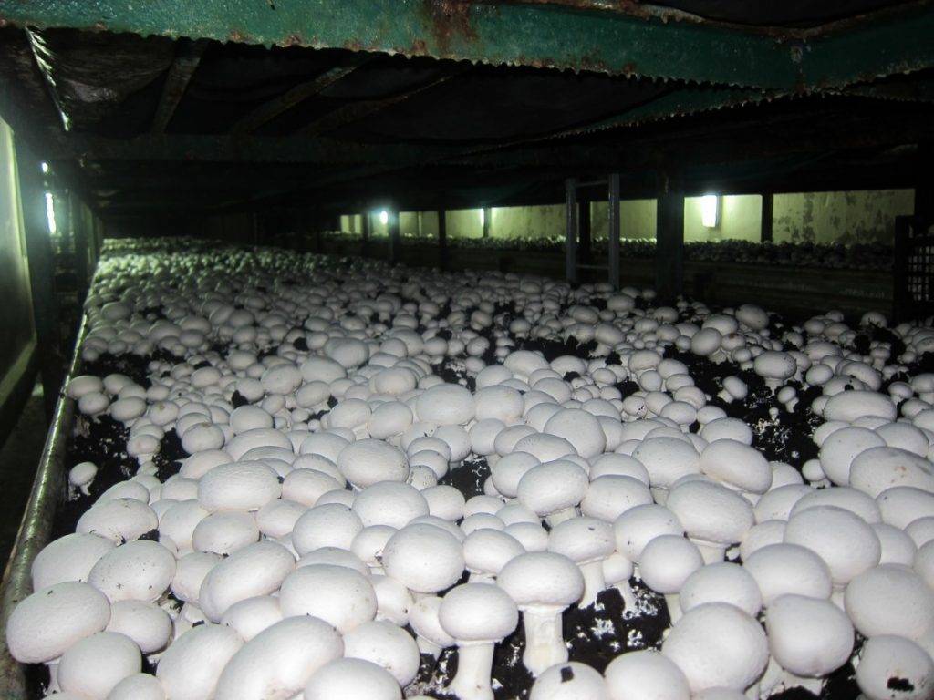 Выращивание грибов на даче – самые эффективные методики