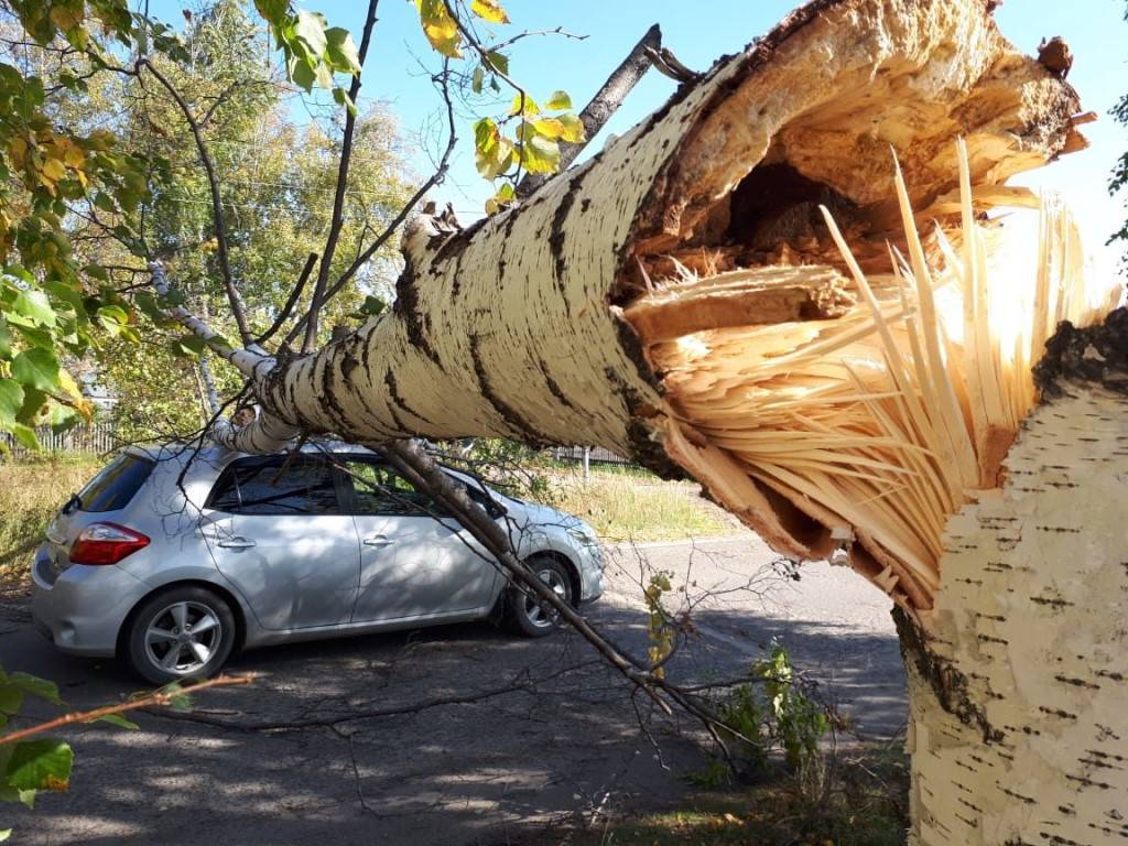 Что делать, если на машину упало дерево при сильном ветре (осаго)