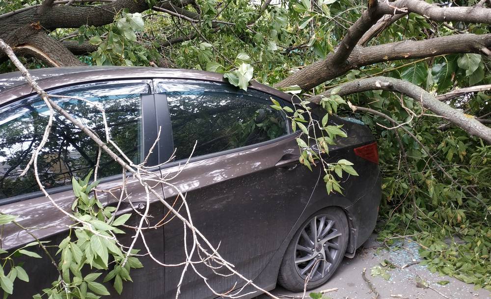 Упало дерево на машину - что делать?