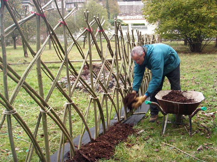 Как сделать живой забор из ивы: выбор растений, инструкция посадки