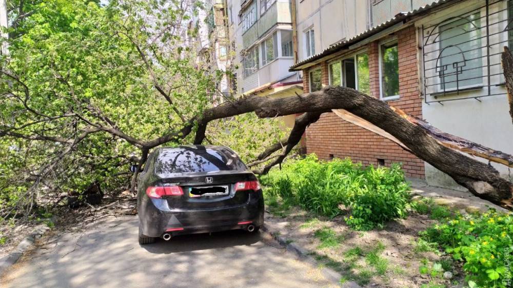 Дерево упало на машину: что делать, судебная практика