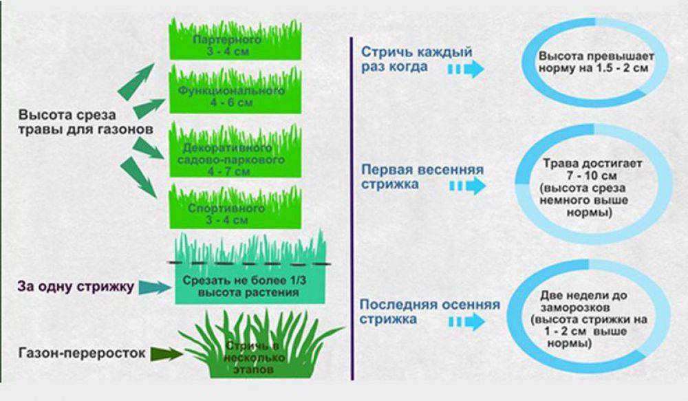 Как правильно сажать газон весной: сроки и технология посадки