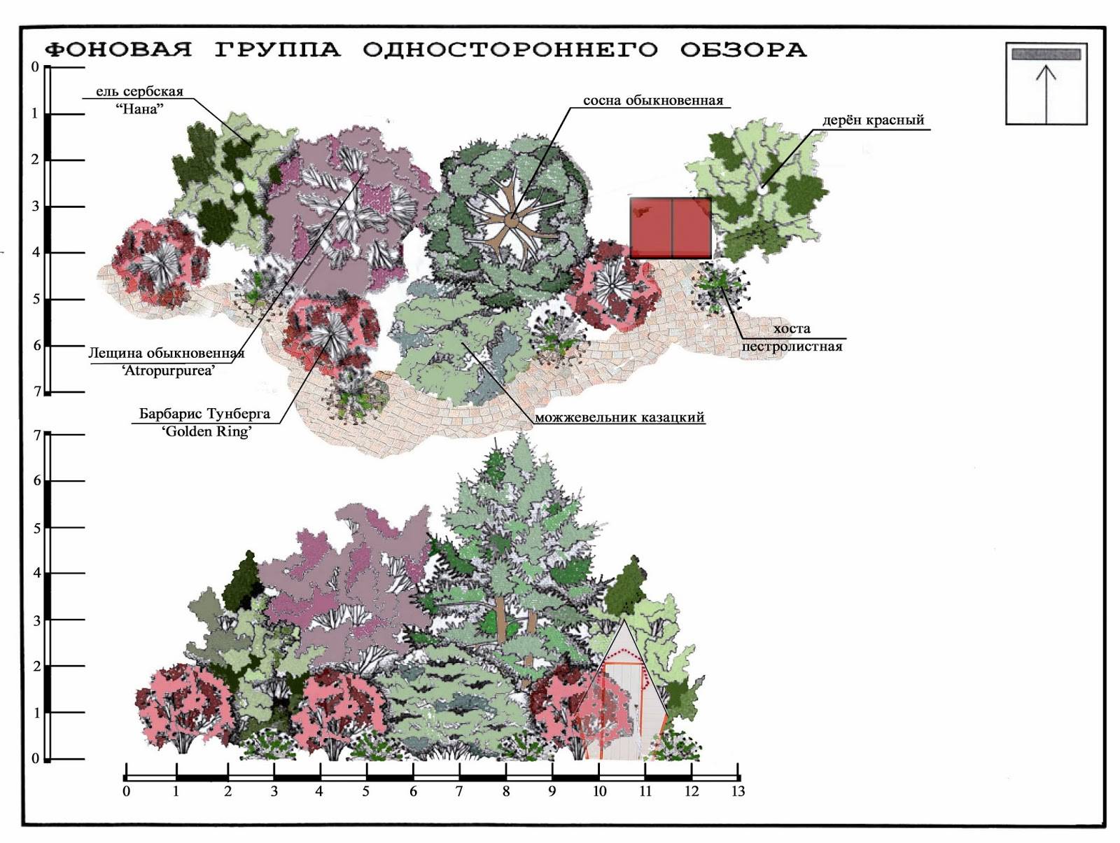 Схема посадки клена