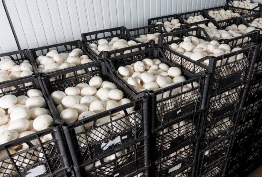 Как вырастить вкусные и полезные грибы в гараже