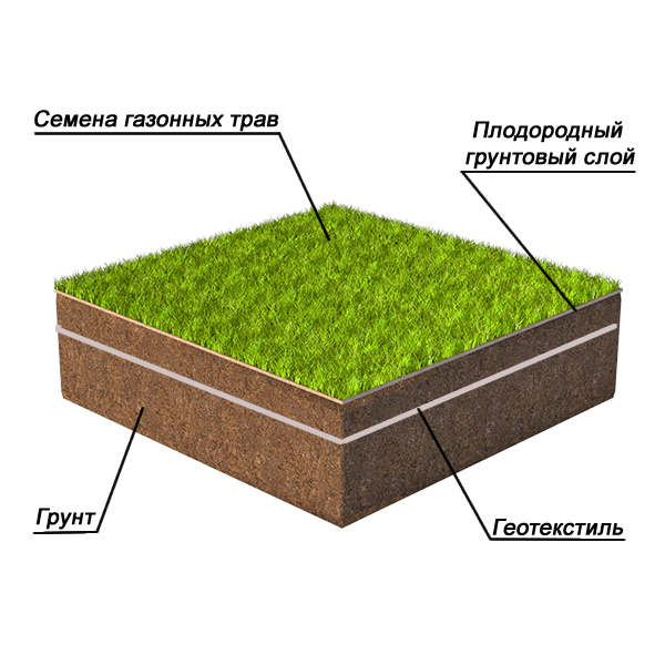 Как посеять газонную траву своими руками: важные правила посадки, особенности и характеристика газонной травы