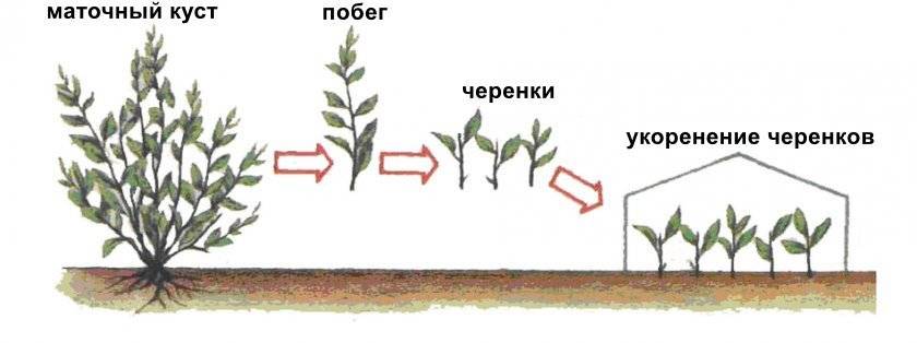 Схема посадки бирючины для живой изгороди