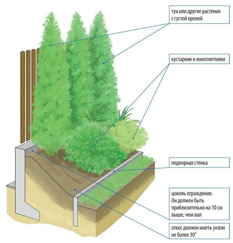 Огород в тени или полутении: растения и культуры, которые можно посадить за домом, забором